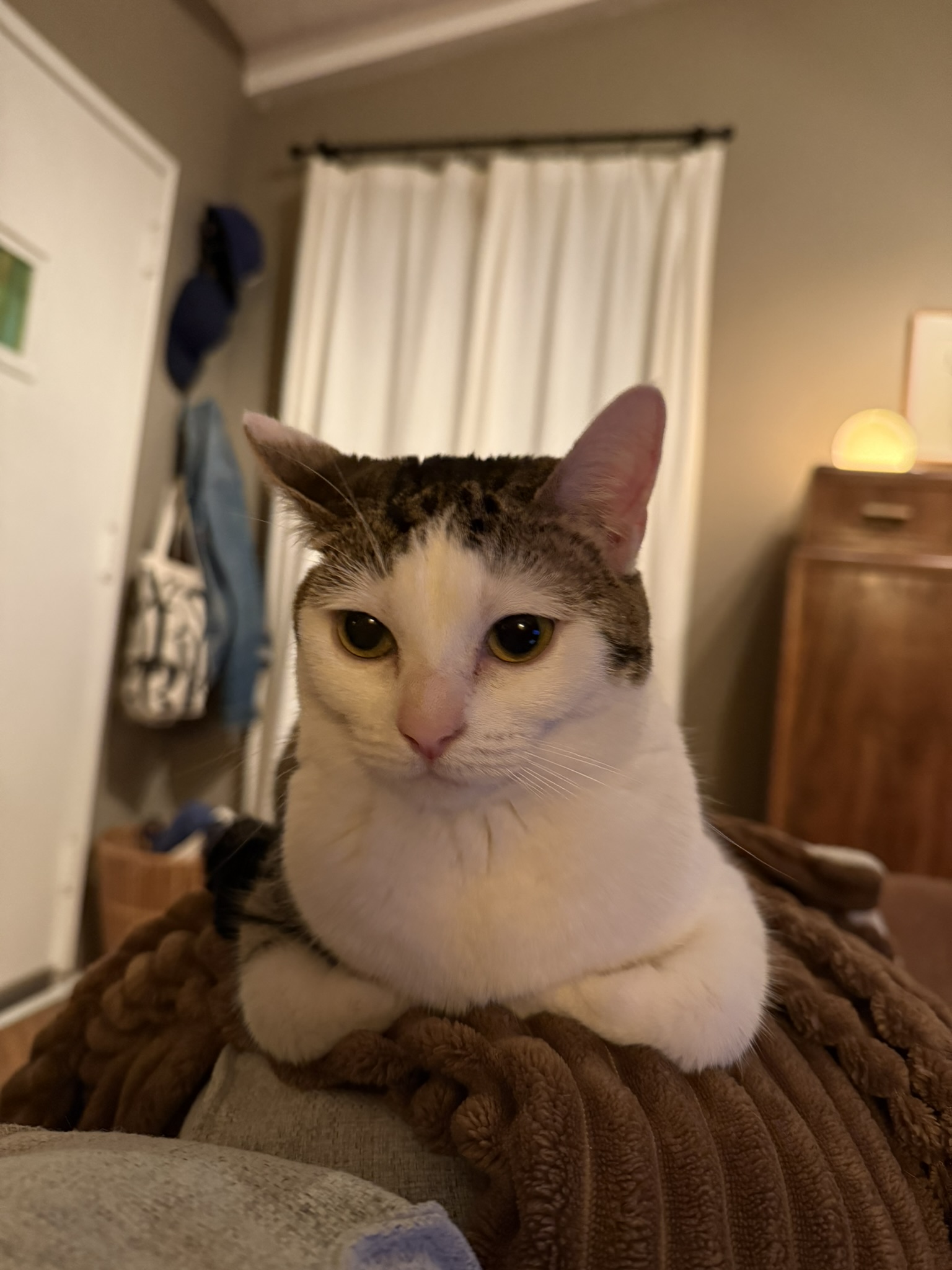 Betty the cat